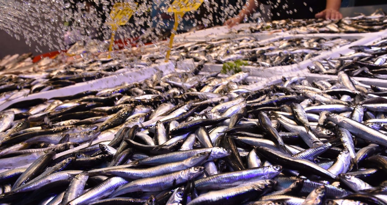 en cok ragbet o baliklara var kilosu 100 tlden kapis kapis satiliyor asWWOYqO