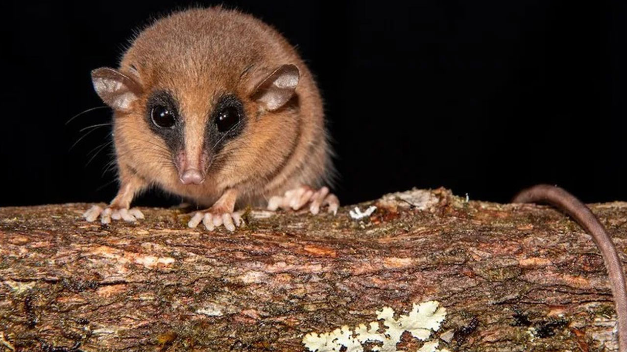 peruda kesfedilen gizemli canli bilim insanlarini sasirtti 92ZhPqmc