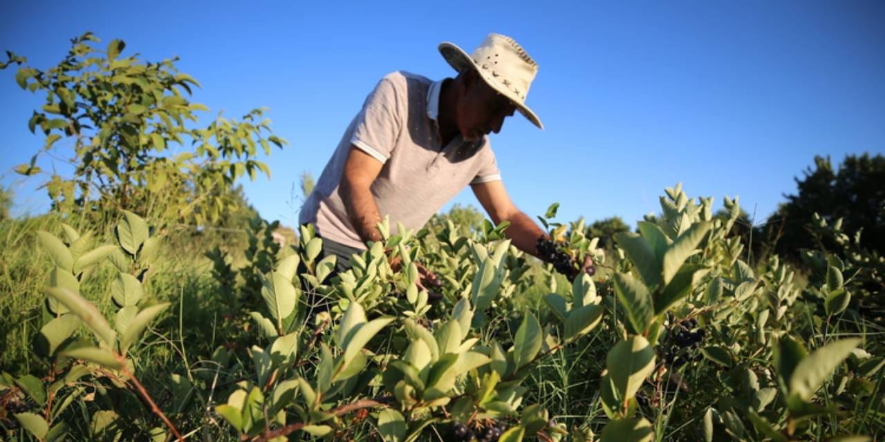 vefat eden esi hastayken bulamadigi urunun uretimine basladi tonlarcasini hasat etmeye basladi Z9ksmIvd