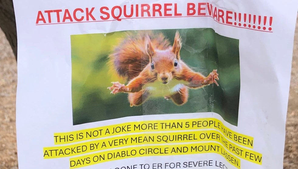 yemek arayan saldirgan sincap iki kisiyi acillik etti ykx18rSL