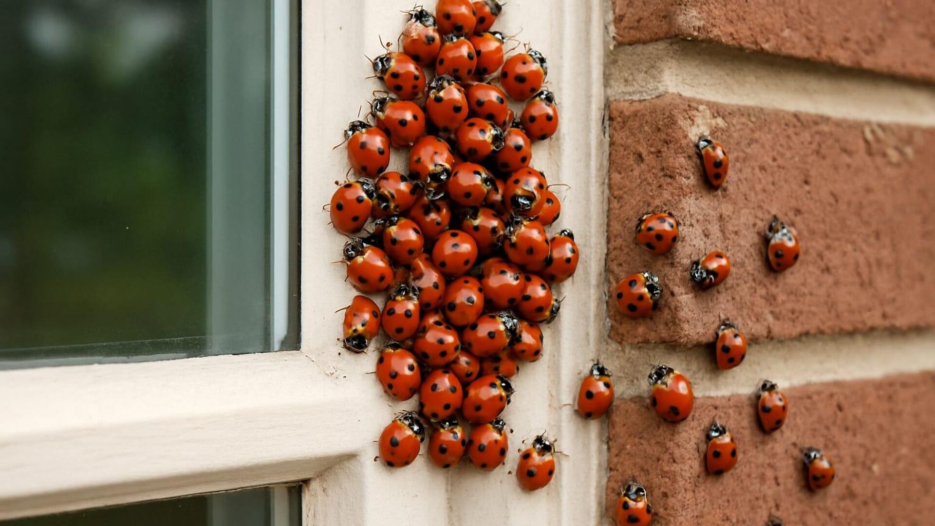 binlercesi ayni anda evleri istila etti ingilterede gokten ugur bocegi yagiyor bilim insanlari alarma gecti nZwOw488