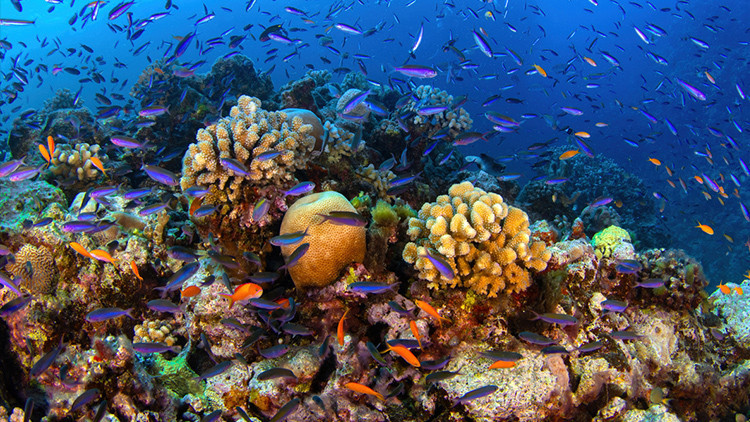 kuresel isinma mercan resifleri artik yasam desteklemiyor BfDhUEEz.jpg