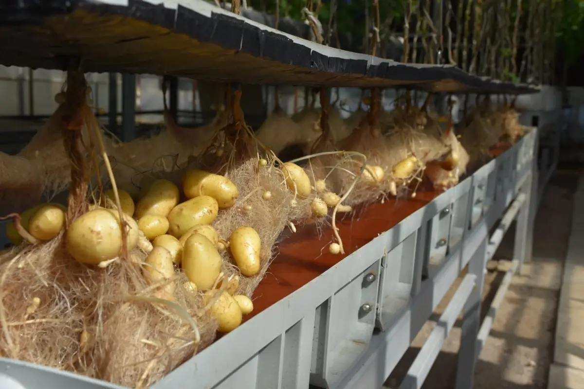 nigde patates arastirma enstitusunden yerli patates uretiminde basari I6W14tiw.jpg