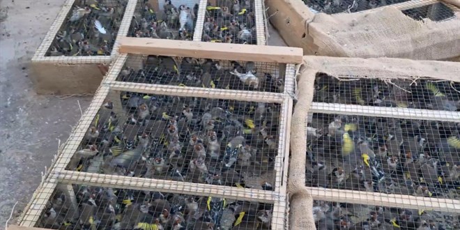 saka kusu kacakciligina 108 milyon lira ceza 5BikFqa1.jpg