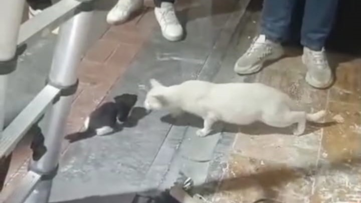 batmanda kolon bosluguna dusen yavru kediler kurtarildi bUjRJQsx.jpg