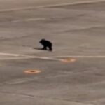 Havalimanına giren ayı, uçuşlarda aksamaya neden oldu