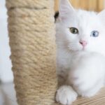 Kedilerde kanser araştırması, insan tedavisi için umut ışığı oldu